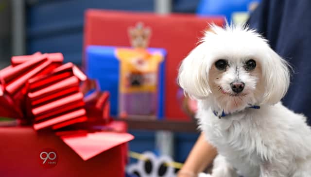 Mars celebrates 90 years in Pet Care with a Tail-Wagging Paw-ty for Batterseas oldest residents